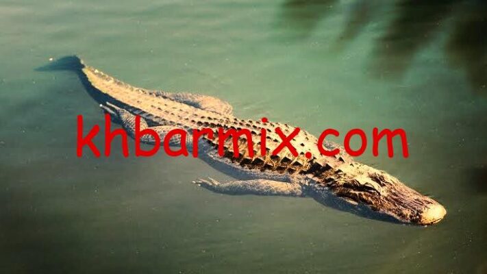 تمساح الزوامل