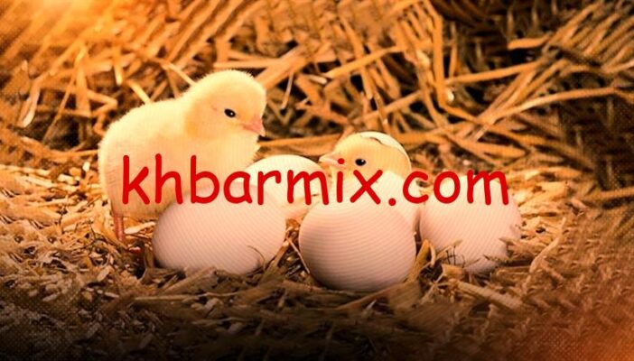 اسعار الكتاكيت اليوم