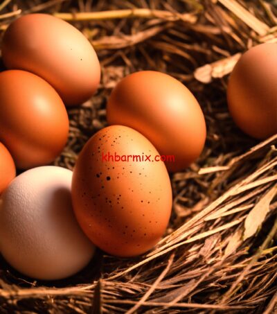 سعر طبق البيض اليوم