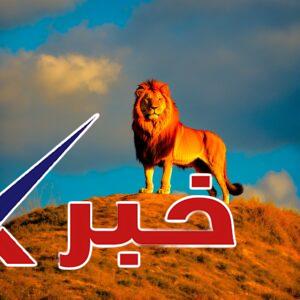 .i don’t think kangaroos are very interest animals. i prefer lions