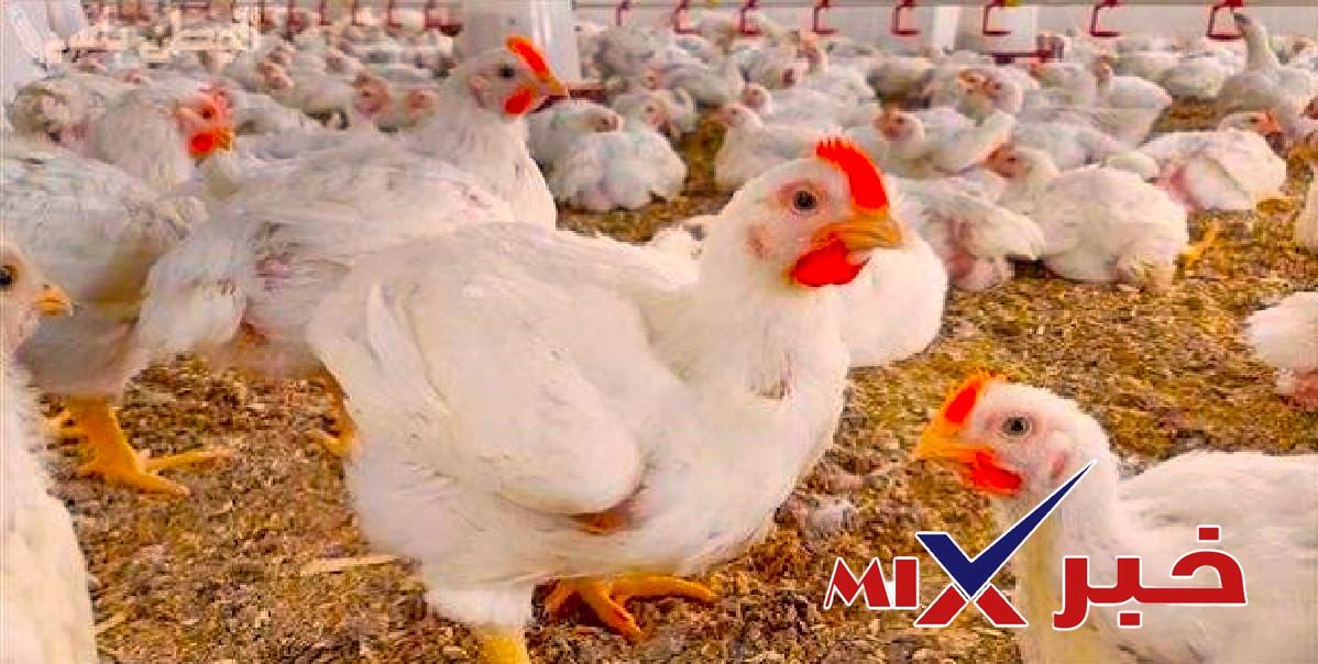 أسعار الفراخ البيضاء