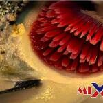 الخيشوم هو عضو شبيه باللسان يوجد في العديد من الرخويات. صواب خطأ