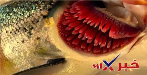 الخيشوم هو عضو شبيه باللسان يوجد في العديد من الرخويات. صواب خطأ