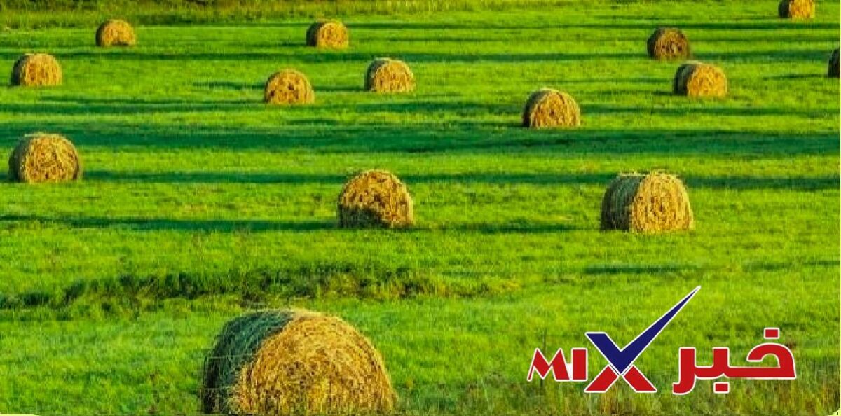 ايقاف زراعة الاعلاف المعمره