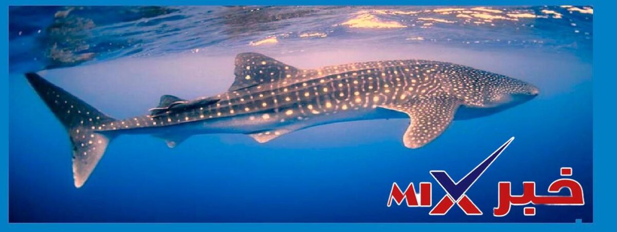 بهلول المسالم