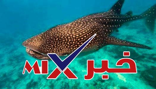 جريمة-في-الأعماق-نهاية-مؤلمة-للحوت-بهلول بالفيديو: جريمة اصطياد بهلول المسالم تثير غضب السوشيال ميديا 2026.... قصة مؤلمة تهز الرأي العام وتفتح ملف حماية الحياة البحرية