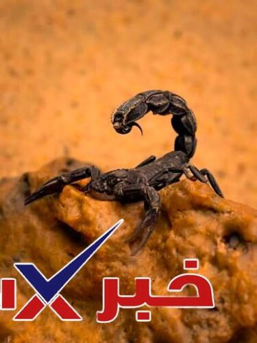 عقرب الموت الأسود في السعودية