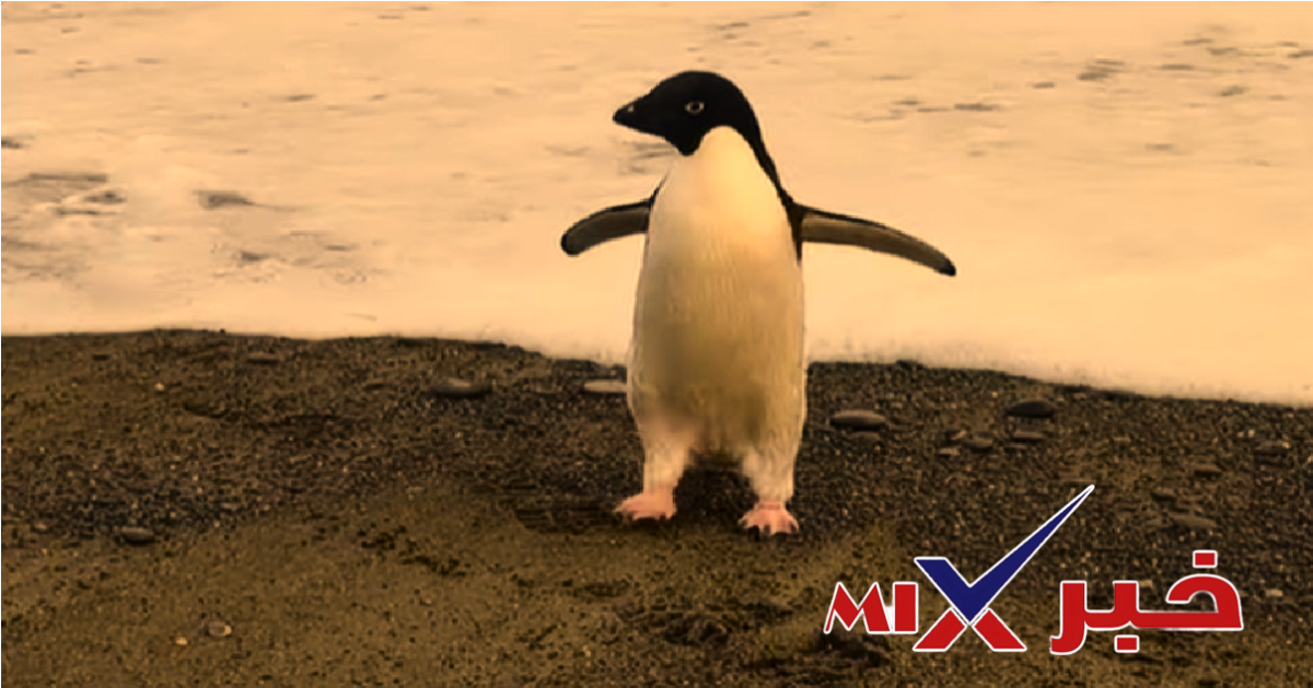 قصة البطريق الوحيد