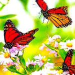 كَانَتِ الْفَرَاشَةُ الصَّغِيرَةُ تَطِيرُ فِي ؟