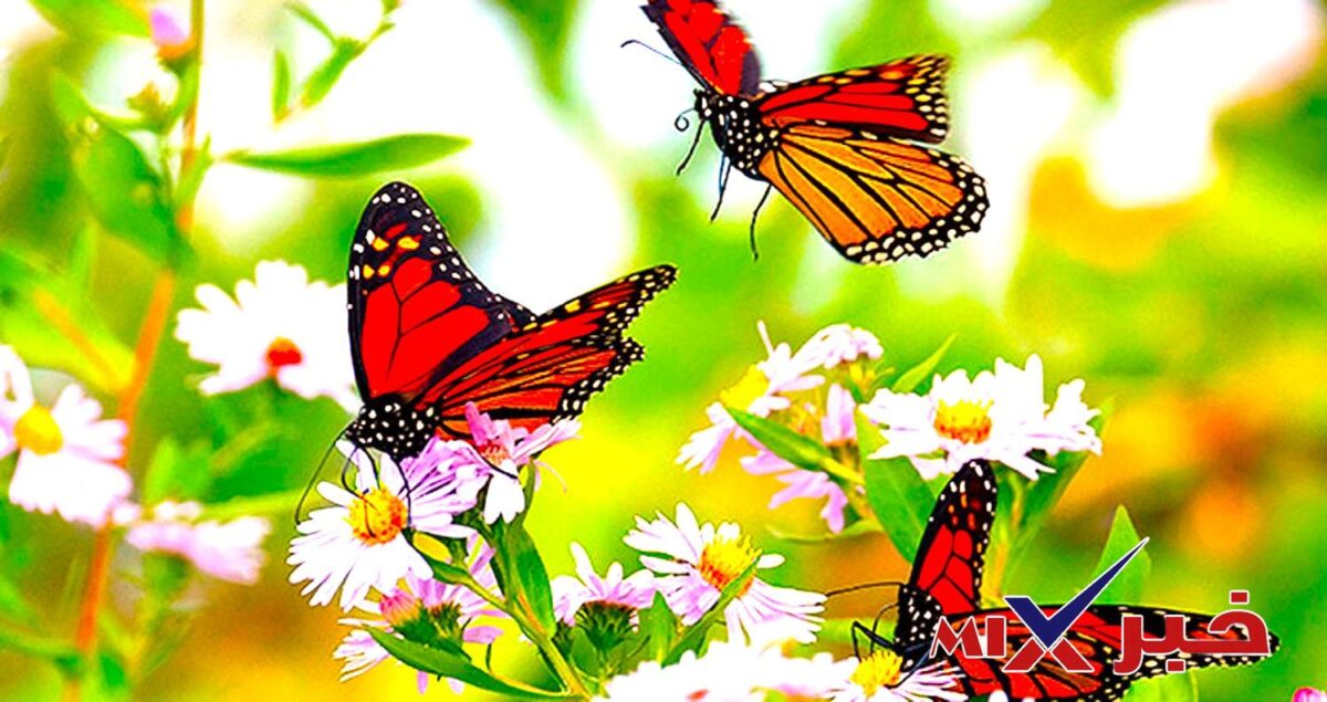 كَانَتِ الْفَرَاشَةُ الصَّغِيرَةُ تَطِيرُ فِي ؟