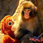 مأساة punch the monkey 2026