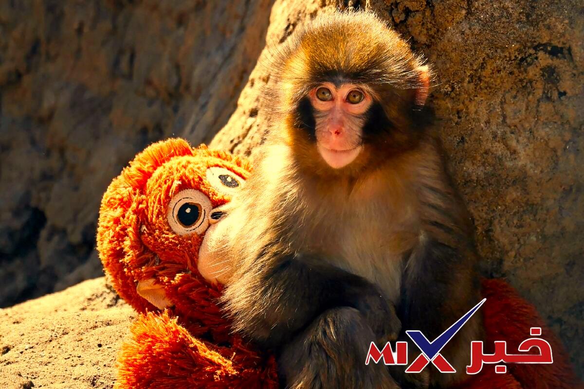 مأساة punch the monkey 2026