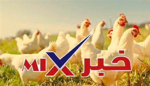ما هو سعر كيلو الفراخ البيضاء اليوم؟