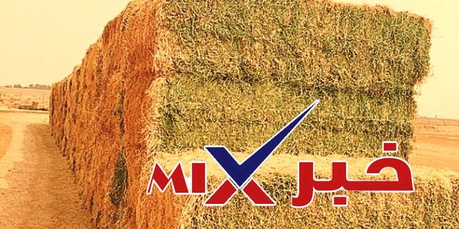 ما-هي-الأعلاف-المعمّرة-وما-الفرق-بينها-وبين-الأعلاف-الموسمية؟ موعد ايقاف زراعة الاعلاف المعمره 2026 رسميًا في السعودية وبدء التحول للأعلاف الموسمية – التفاصيل الكاملة التي تحتاج معرفتها