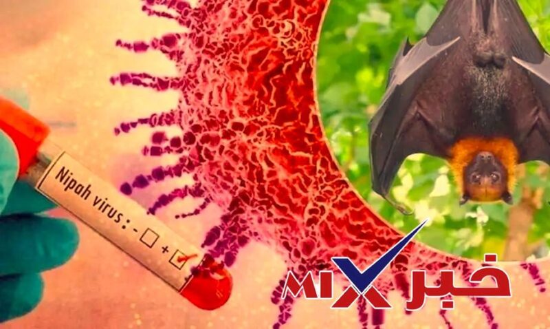 ماذا-يحدث-إذا-أصبت-بفيروس-نيباه؟-e1769472817887 فيروس نيباه القاتل 2026: مستجدات حديثة وتفاصيل دقيقة حول علامات الخطر والأعراض والتفشي العالمي المنتظر