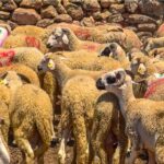 منصة اضاحي العيد وزارة الفلاحة 2026