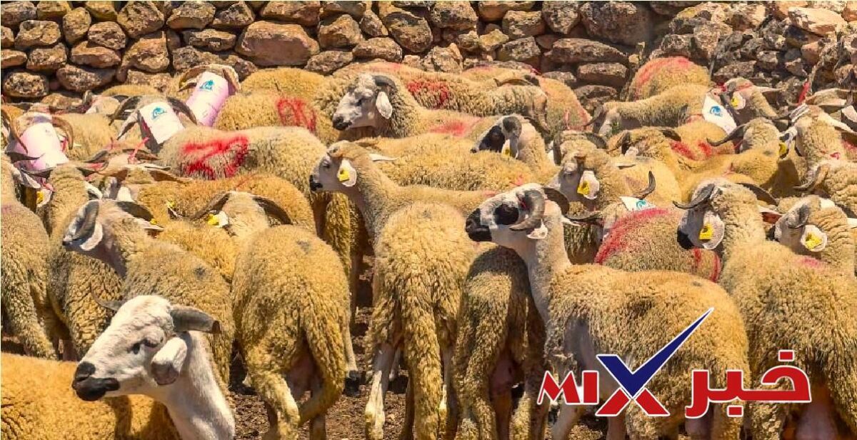 منصة اضاحي العيد وزارة الفلاحة 2026