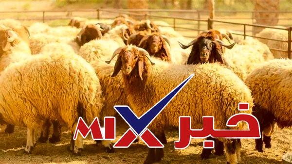 منصة التسجيل في اقتناء أضحية العيد المستورد 2026